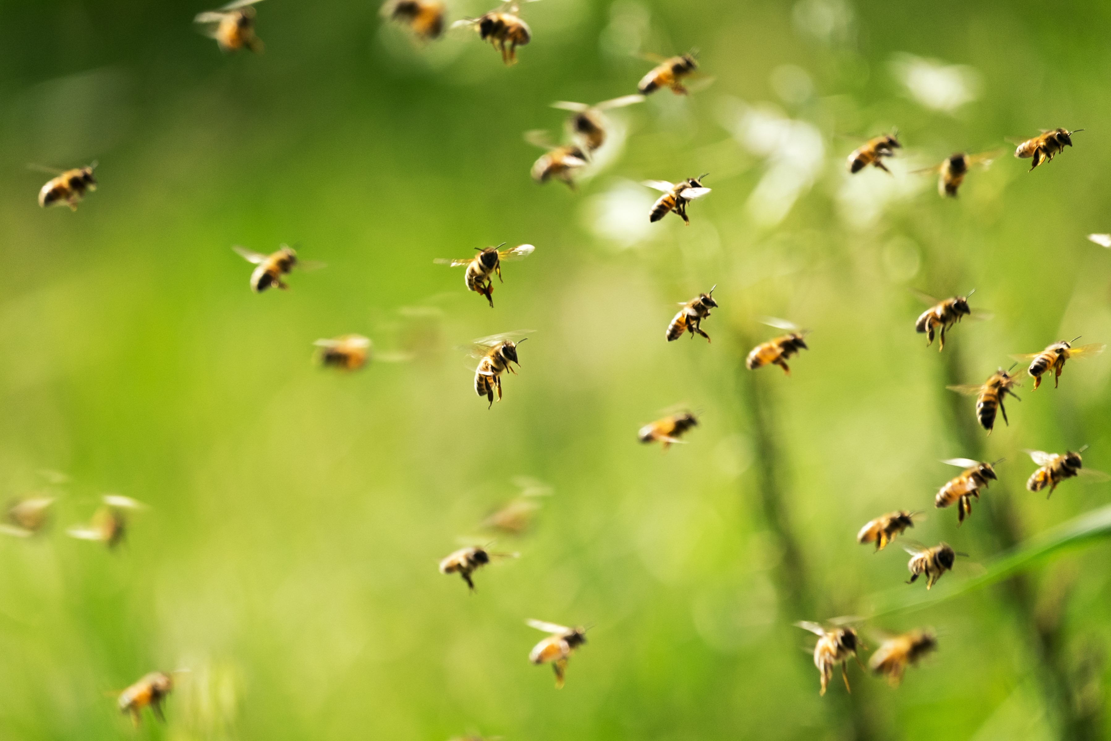 Cómo benefician las abejas y la apicultura a las personas