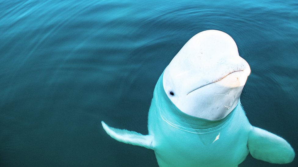 Los noruegos llamaron a la beluga Hvaldimir en una referencia al presidente ruso Vladimir Putin. (JORGEN REE WIIG/ NORWEGIAN DIRECTORATE OF FISHERI)