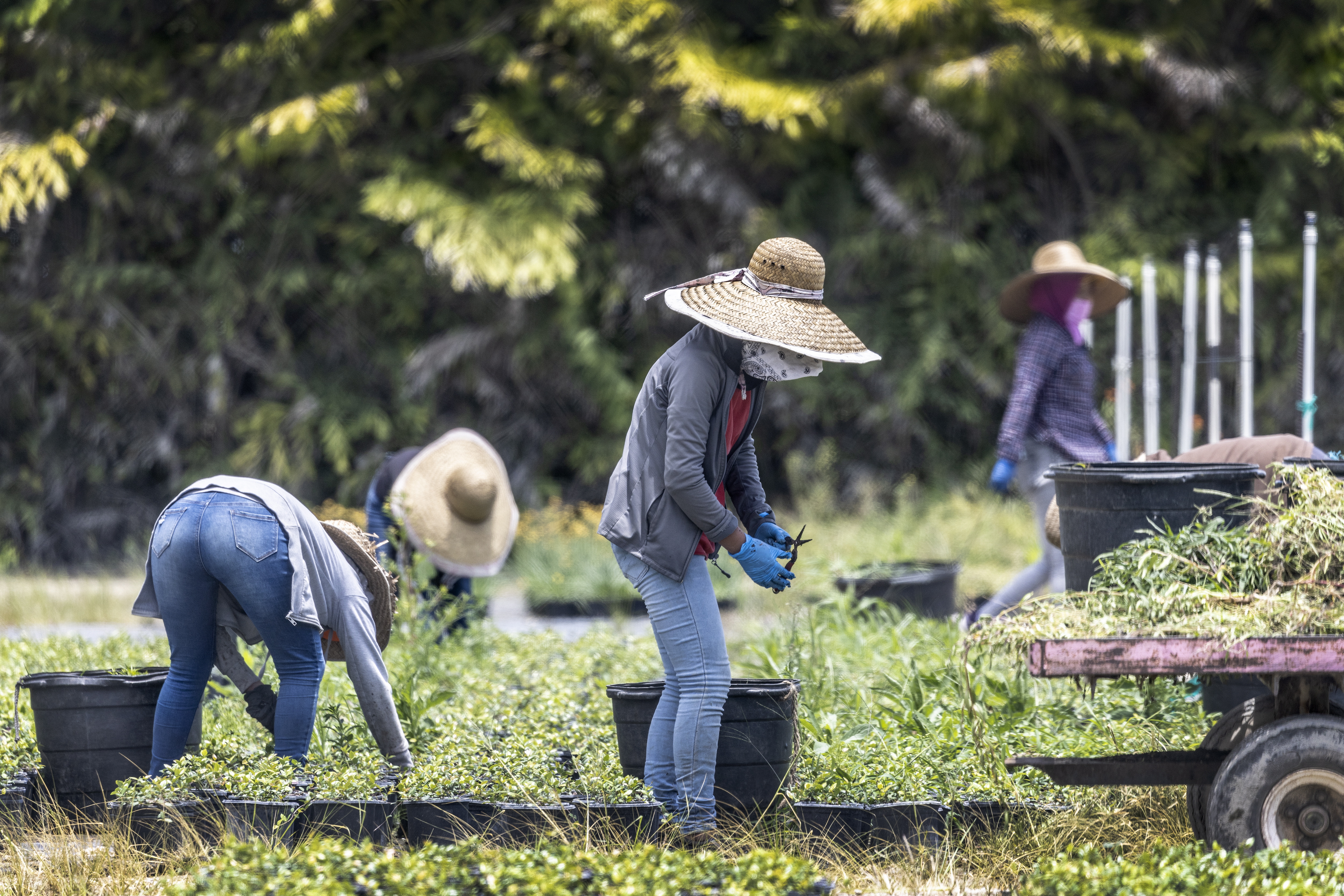 Miles de trabajadores agrícolas guatemaltecos laboran en granjas de Homestead, Florida, en situación migratoria irregular. Si abandonaran el Estado  hay dudas de quiénes podrían hacer esos trabajos. (Foto Prensa Libre: EFE)