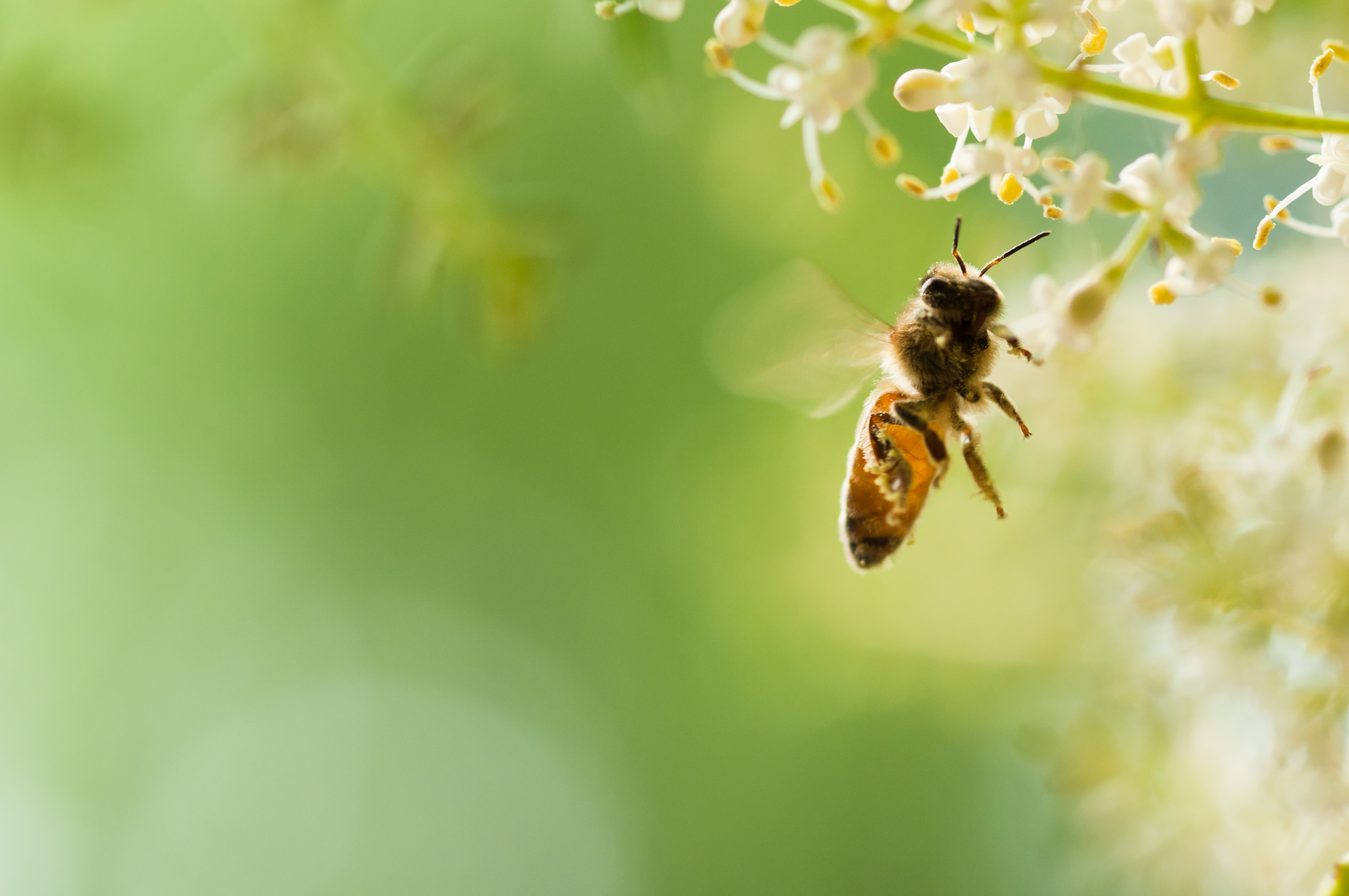 Cómo benefician las abejas y la apicultura a las personas