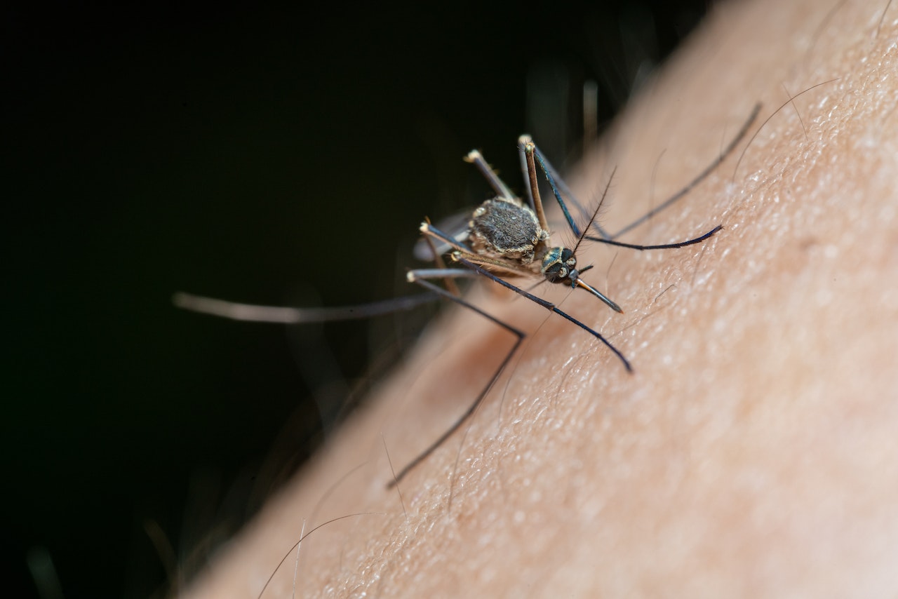 Los mosquitos que transmiten el dengue se reproduce principalmente por la acumulación de agua en recipientes, por lo que se debe vitar la acumulación de agua en casa. (Foto Prensa Libre: Jimmy Chan en pexels.com).