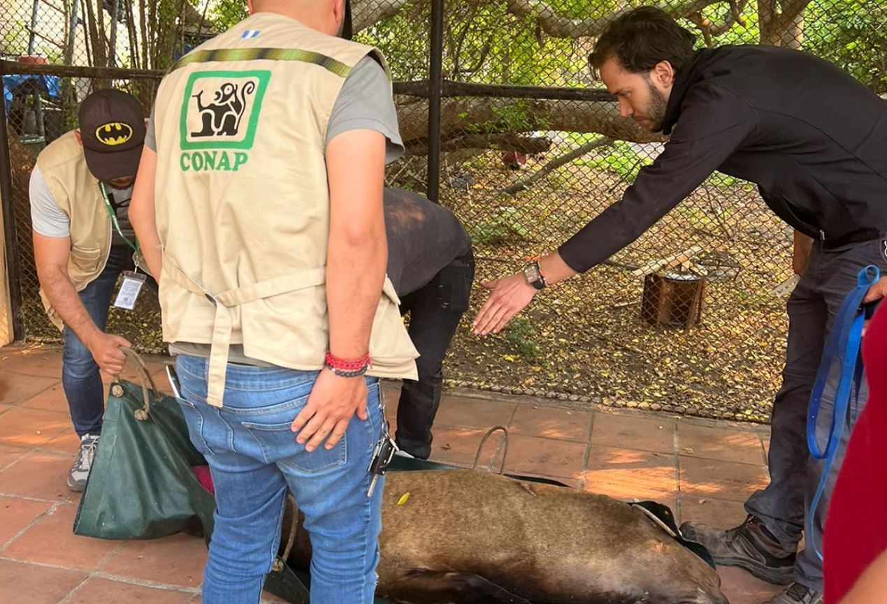 Lobo marino en Retalhuleu'