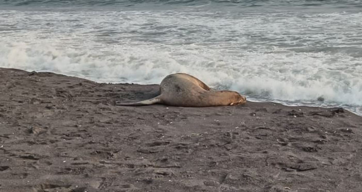 Lobo marino en Retalhuleu'