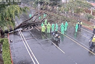 Árbol caído en la zona 2