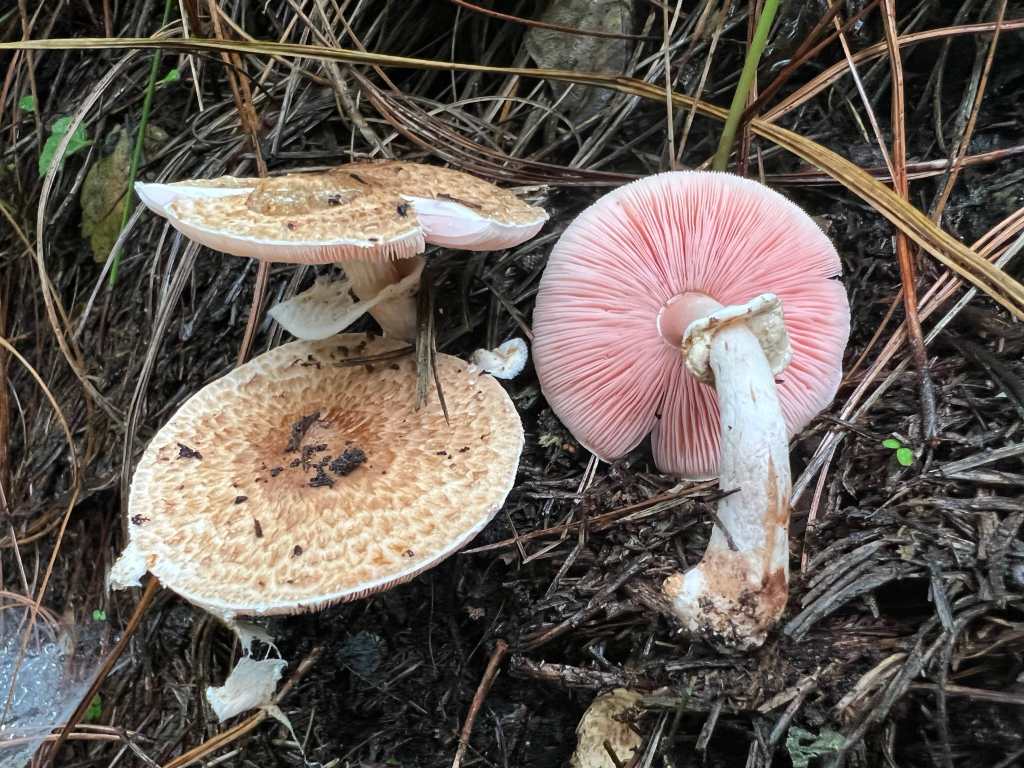 Hongos tóxicos en Guatemala - Agaricus sp.