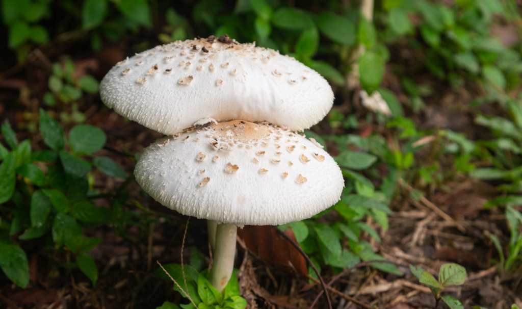 Hongos tóxicos en Guatemala - Chlorophyllum