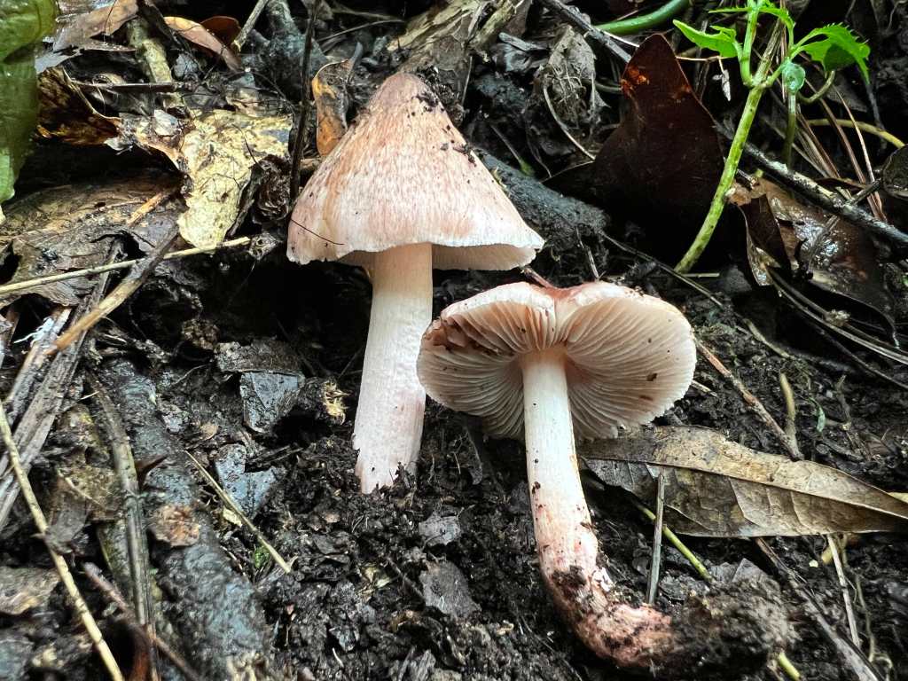 Hongos tóxicos en Guatemala - Inocybe sp.