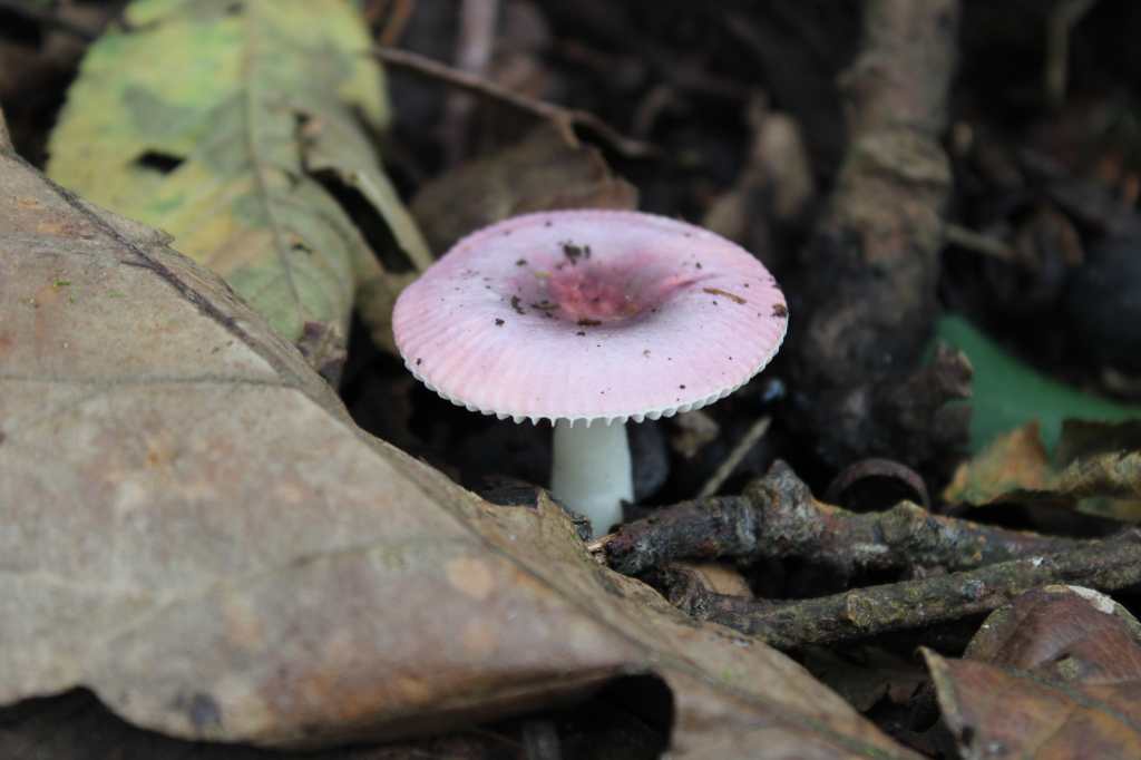 Hongos tóxicos en Guatemala - Russula sp.