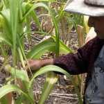 Maíz cultivos falta de lluvia Hemeroteca PL