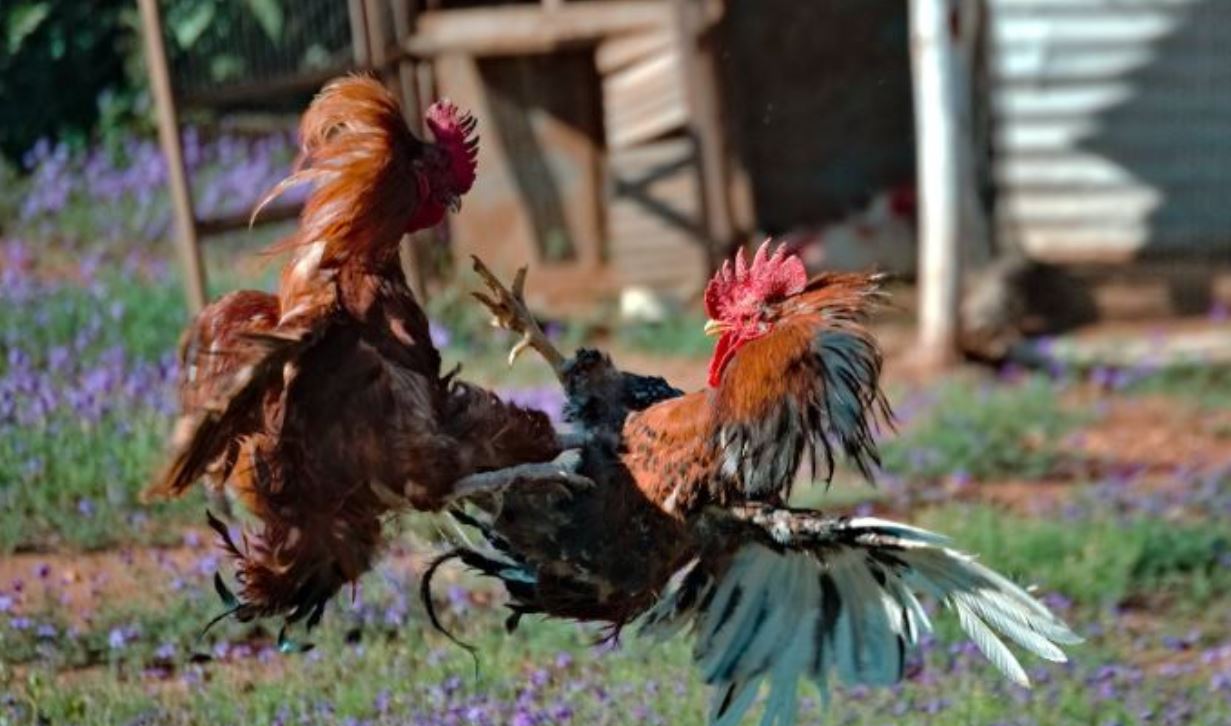 PELEA DE GALLOS. Pexels