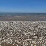 muerte peces playa texas ola de calor