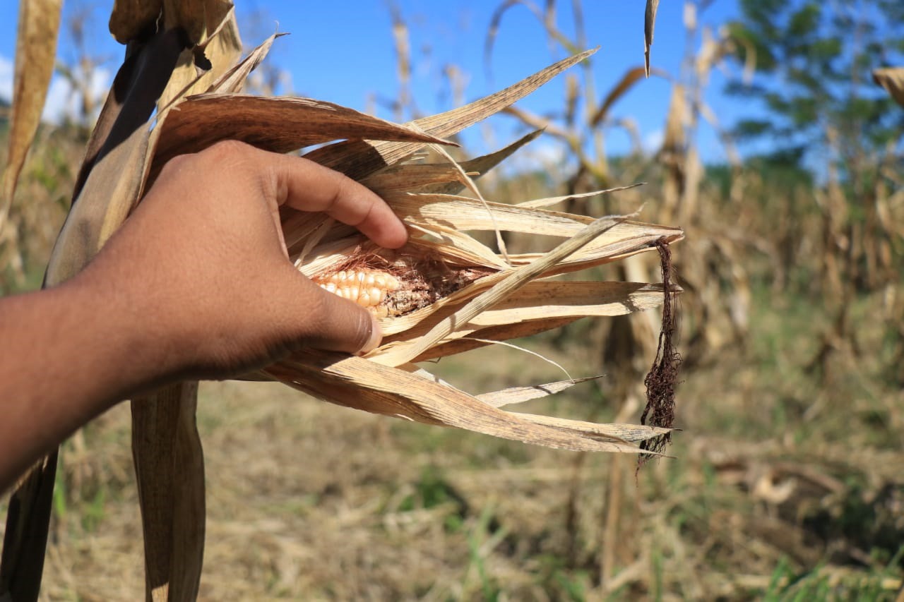 Pérdidas de maíz por la sequía en una región de Guatemala. (Foto Prensa Libre: Dony Stewart)