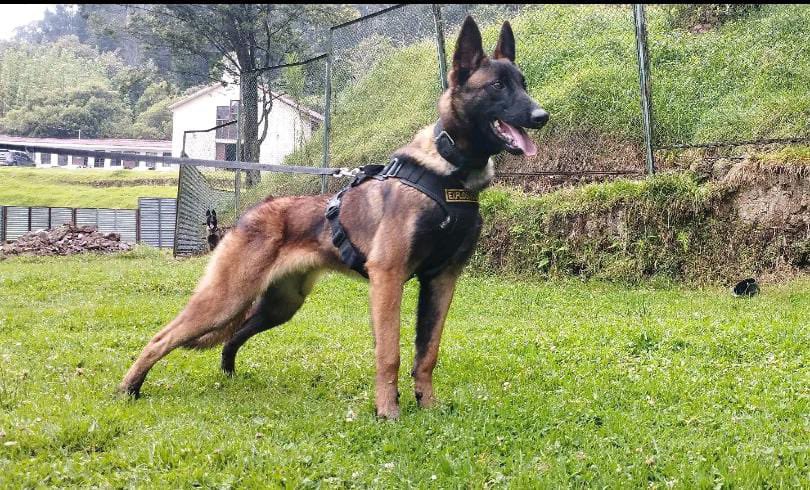 Wilson es el perro rastreador que participó en la búsqueda de cuatro niños en la selva de Colombia. (Foto Prensa Libre: Tomada de @FuerzasMilCol)