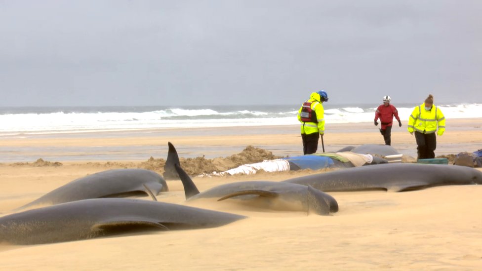 Salvar a las ballenas era casi tarea imposible.