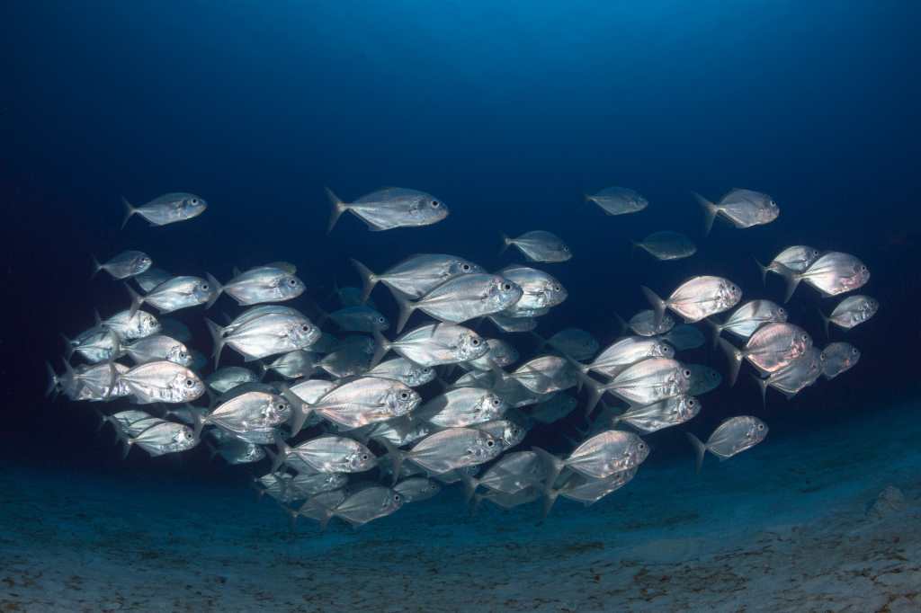 Aumento de temperaturas del oceano