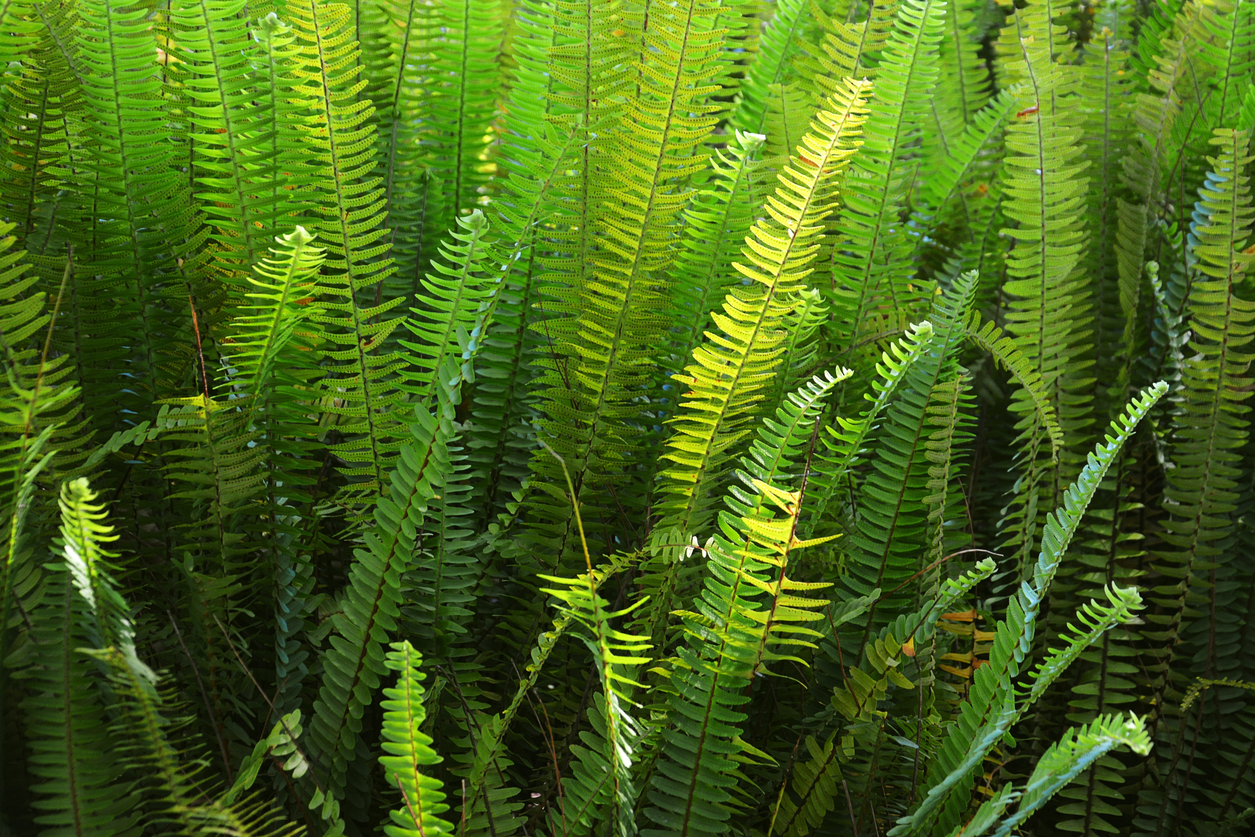 Existen diversos tipos de plantas que podrían ayudar a limpiar los ambientes dentro del hogar. 
 (Foto Prensa Libre: Pierre Miyamoto/Pexels )