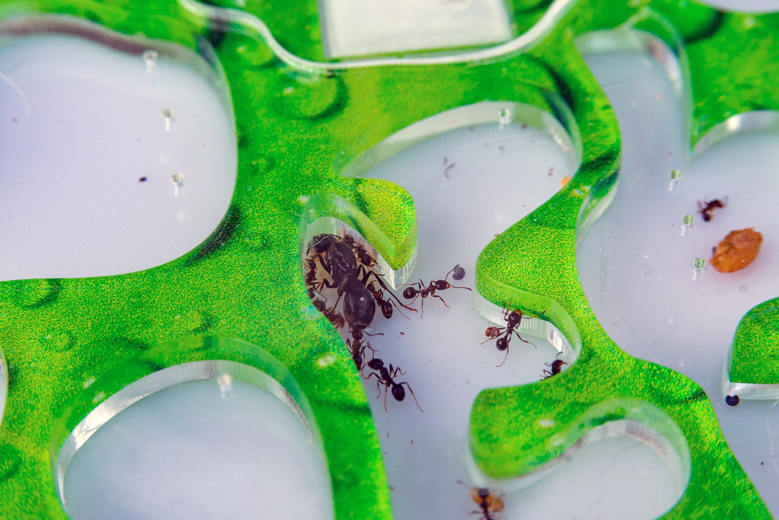 Colonias de hormigas pueden cuidarse en casa en terrarios, siempre y cuando se tomen en cuenta sus necesidades particulares. (Foto Prensa Libre: Shutterstock)