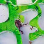 Colonias de hormigas pueden cuidarse en casa en terrarios, siempre y cuando se tomen en cuenta sus necesidades particulares. (Foto Prensa Libre: Shutterstock)