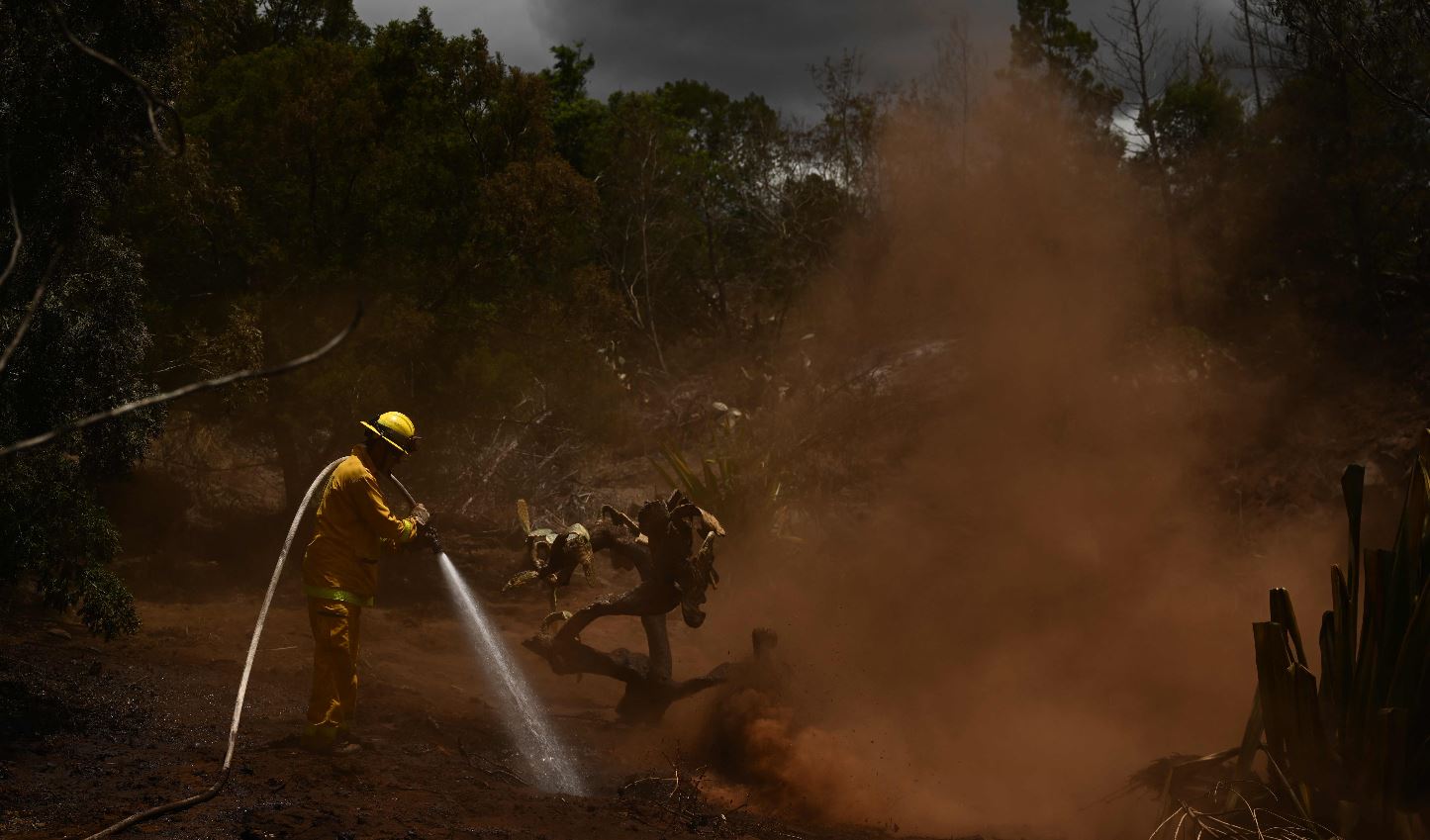 Un bombero del condado de Maui usa una manguera para extinguir un incendio cerca de las casas durante los incendios forestales en el interior de Maui en Kula, Hawái. (Foto Prensa Libre: (Photo by Patrick T. Fallon / AFP)