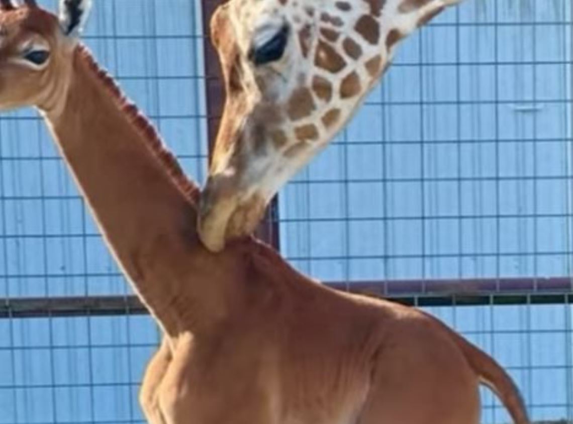 Una jirafa sin manchas nació en el zoológico de Tennessee. (Foto: Captura de pantalla del video de @UnoNoticias)
