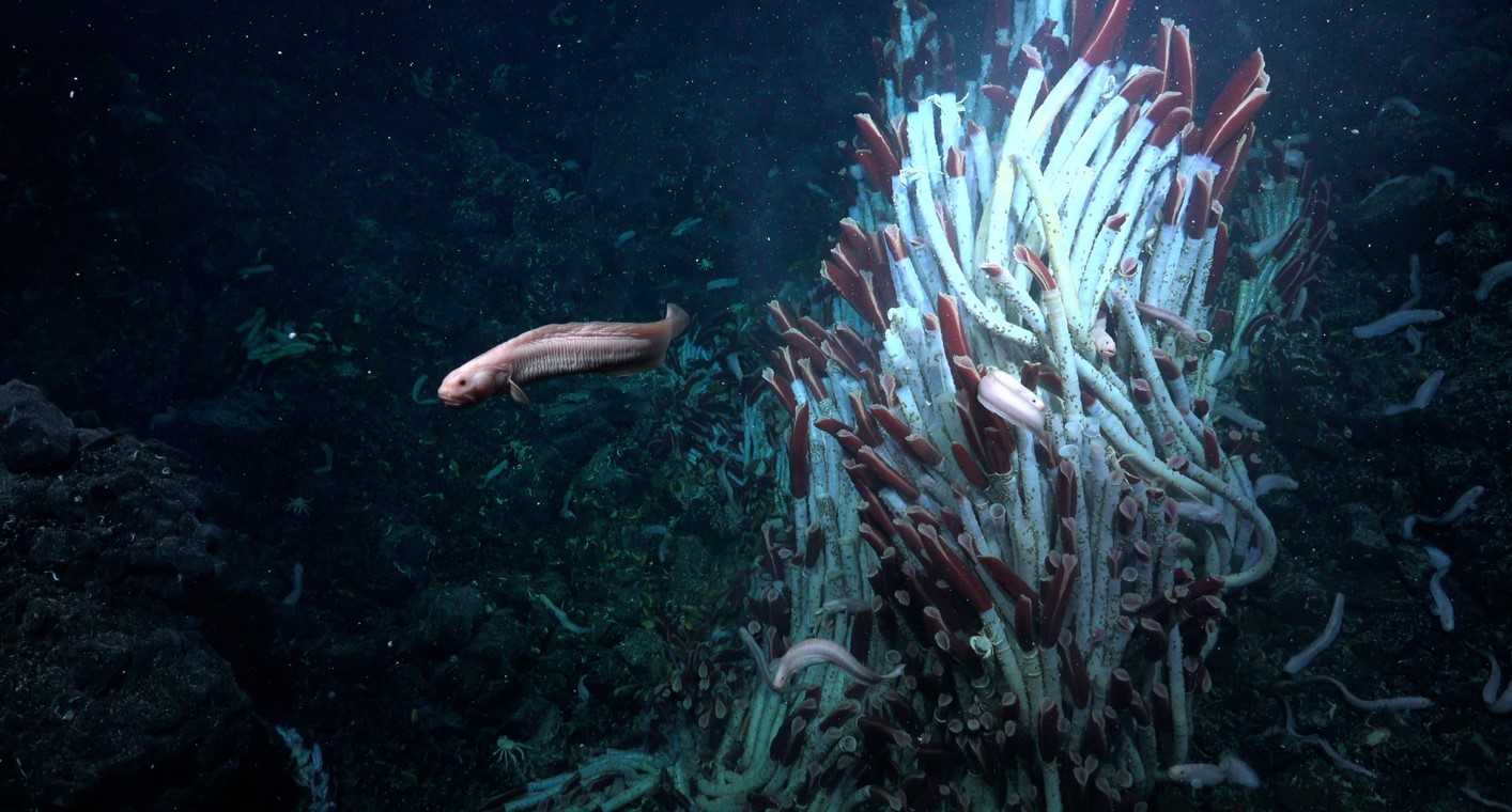 (Foto: Schmidt Ocean Institute via The New York Times)