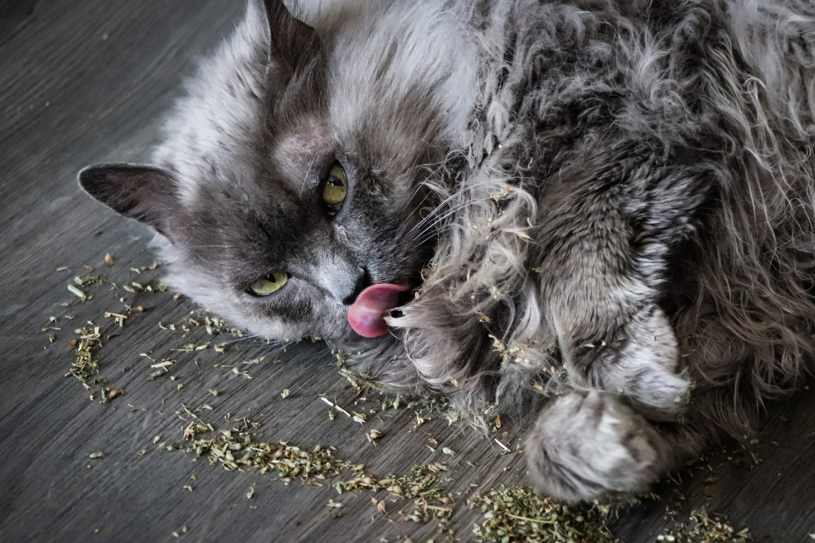 Sustancia de planta llamada catnip produce reacciones placenteras en los gatos (Foto Prensa Libre, Shutterstock)