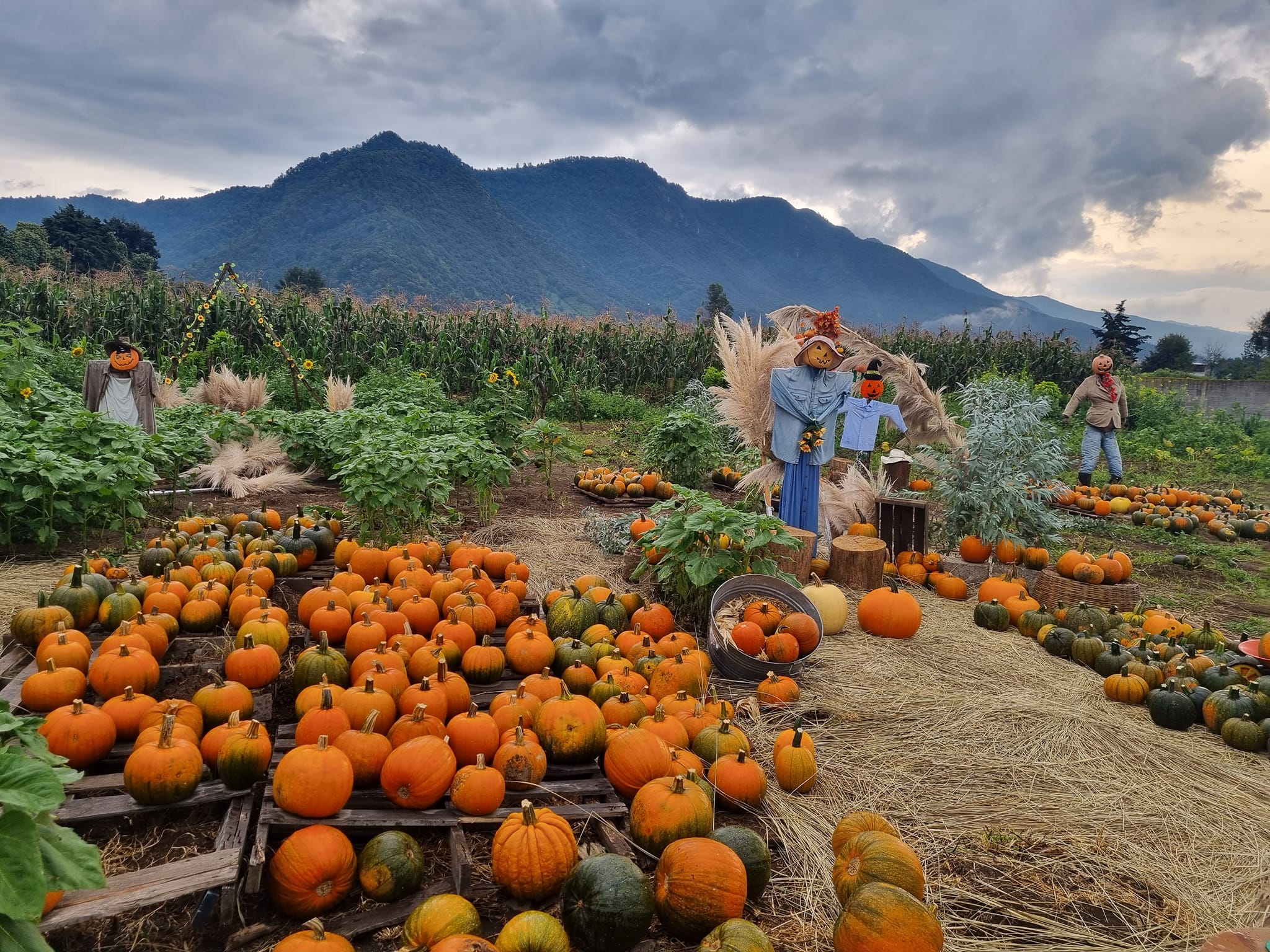 Este tipo de calabazas, suelen no ser bien aceptadas por el mercado, ya que muchos, por religión, las relacionan como un símbolo de Halloween.