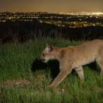 Un puma joven (Puma concolor) , en el Paso Sepúlveda sobre Los Ángeles. (Foto Prensa Libre: Johanna Turner vía The New York Times)