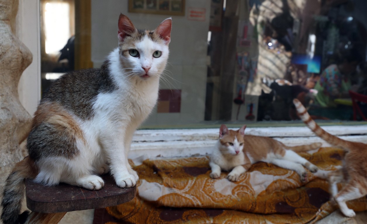 Los científicos vigilan de cerca a las mascotas. (Foto Prensa Libre: EFE)