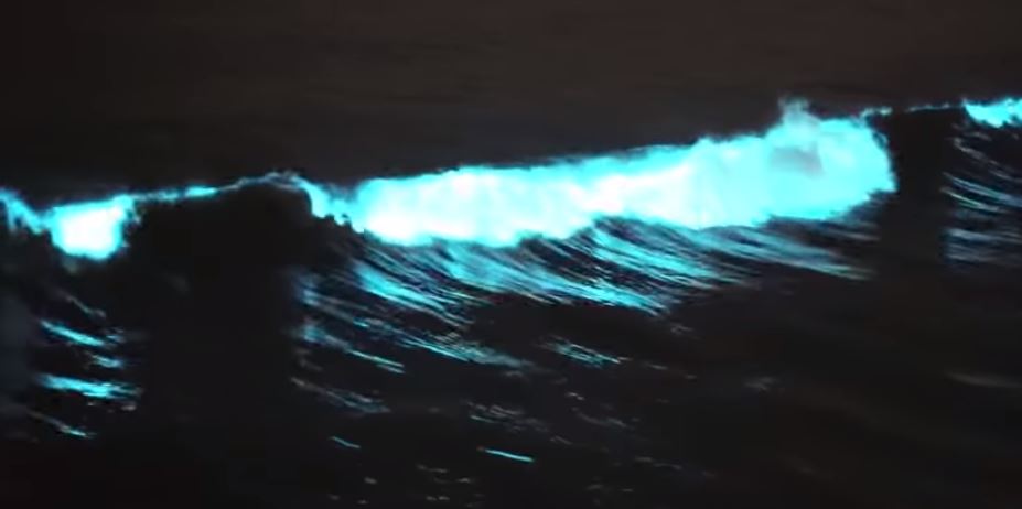 Ondas bioluminiscentes