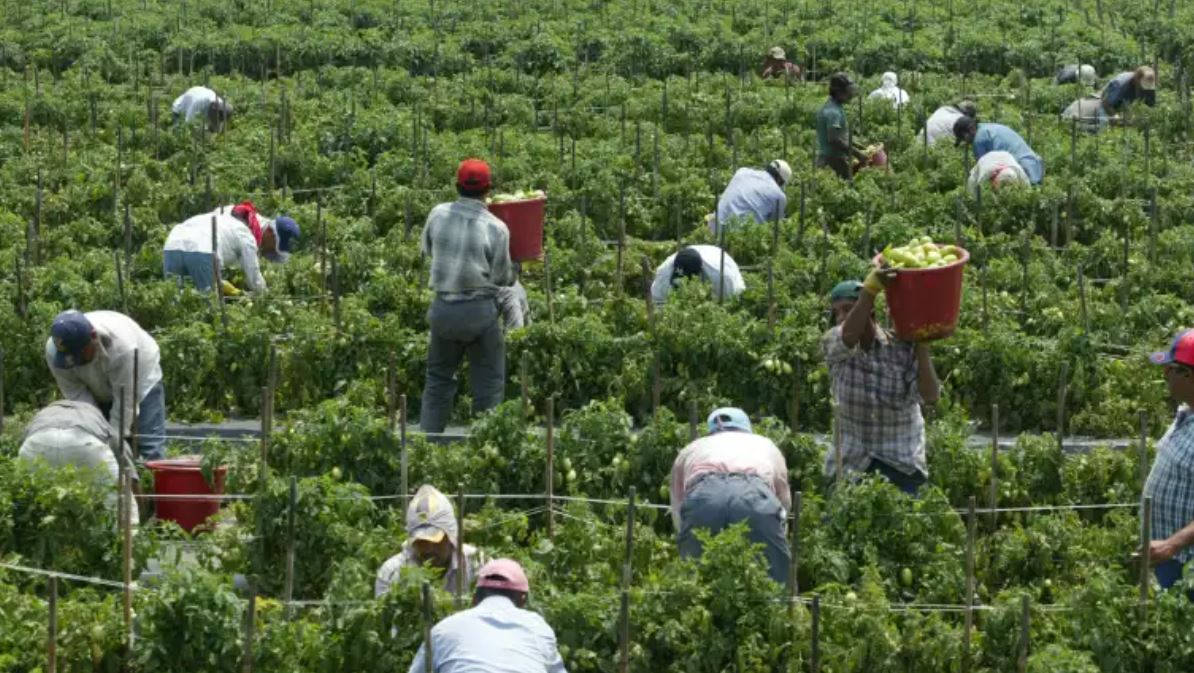 empleo temporal agrícola