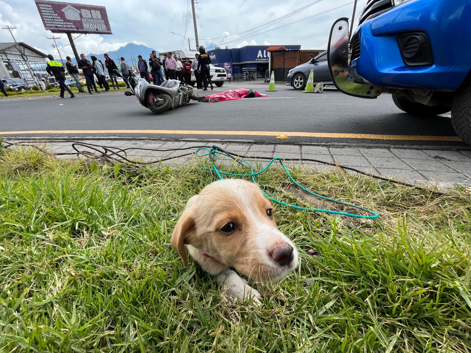 motorista quetzaltenango perrito