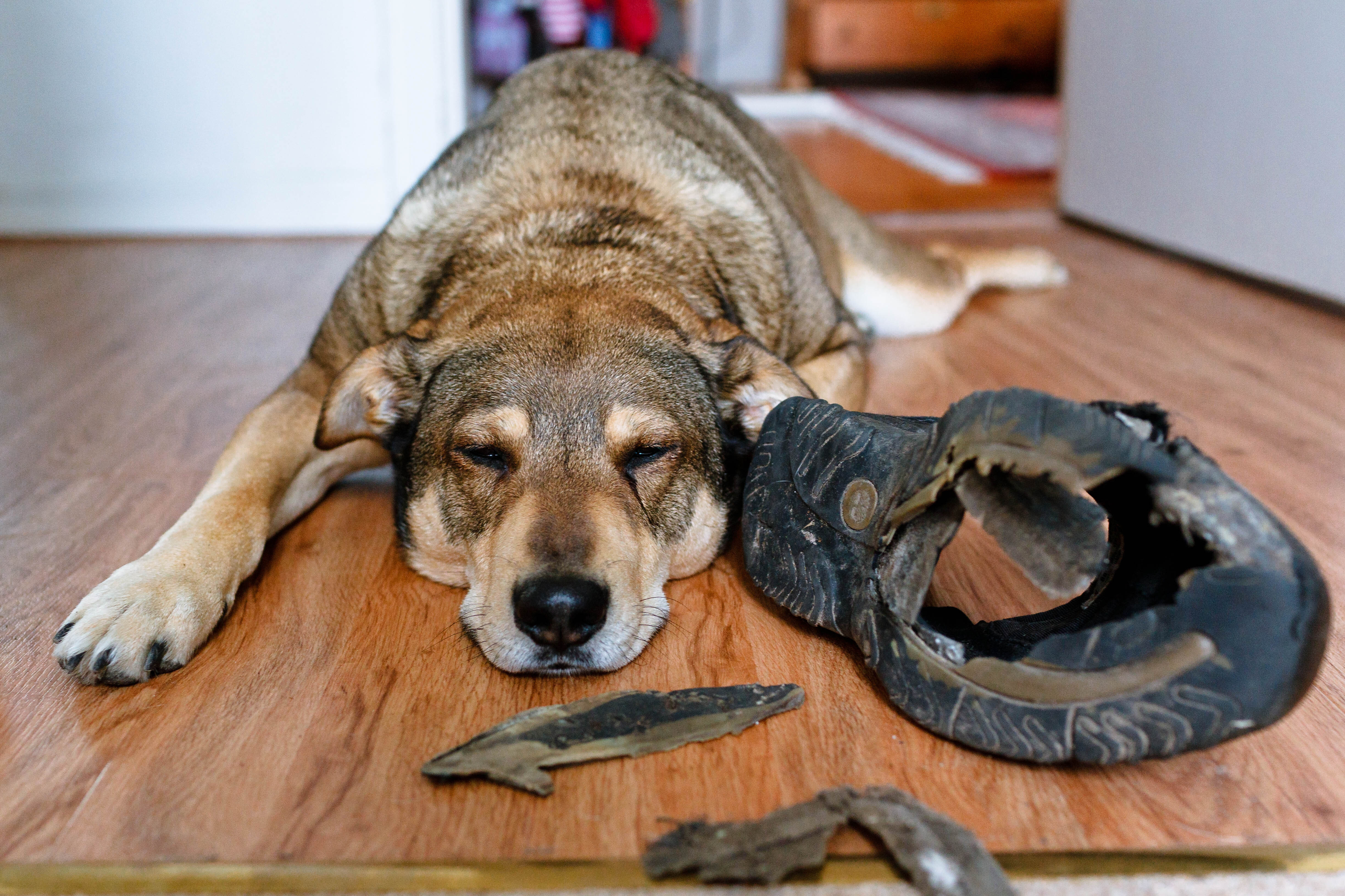 El perro sufre estrés cuando se queda solo: ¿cómo cambiar esa conducta?