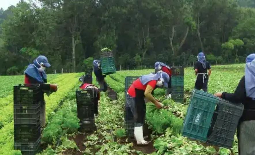 Migrantes guatemaltecos radicados en cualquier parte del mundo podrán aportar para beneficairse del IGSS, anunció el presidente Alejandro Giammattei. (Foto Prensa Libre: Hemeroteca PL)
