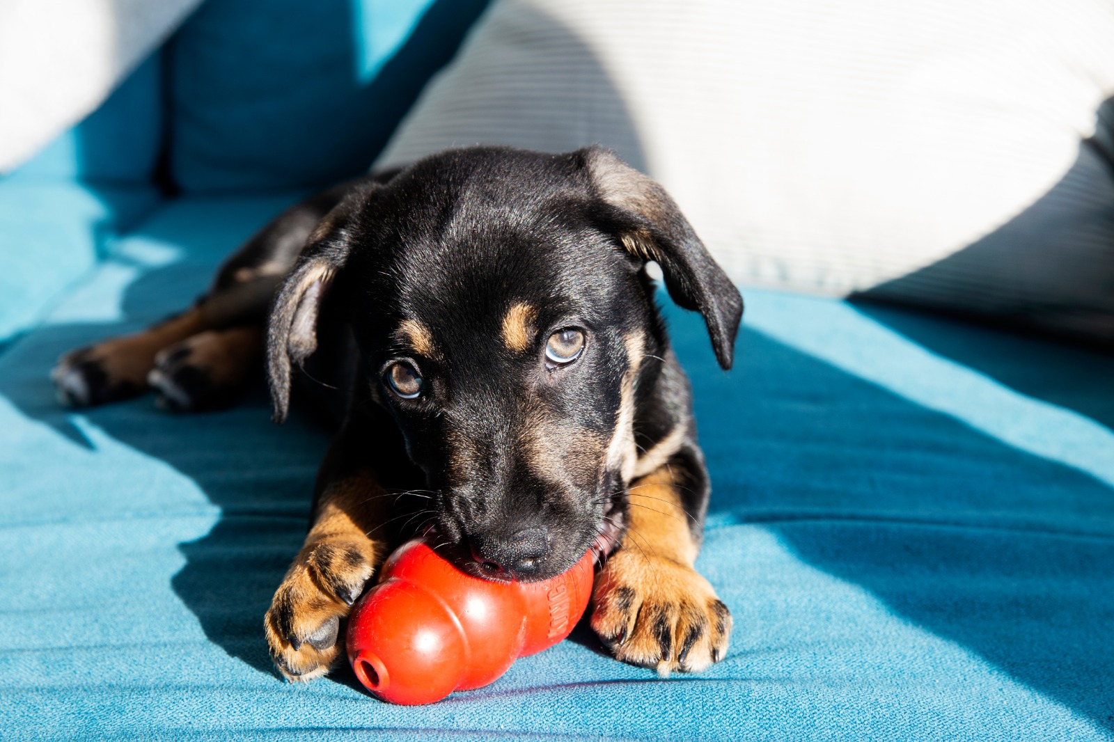 Cómo entretener al perro con actividades en casa