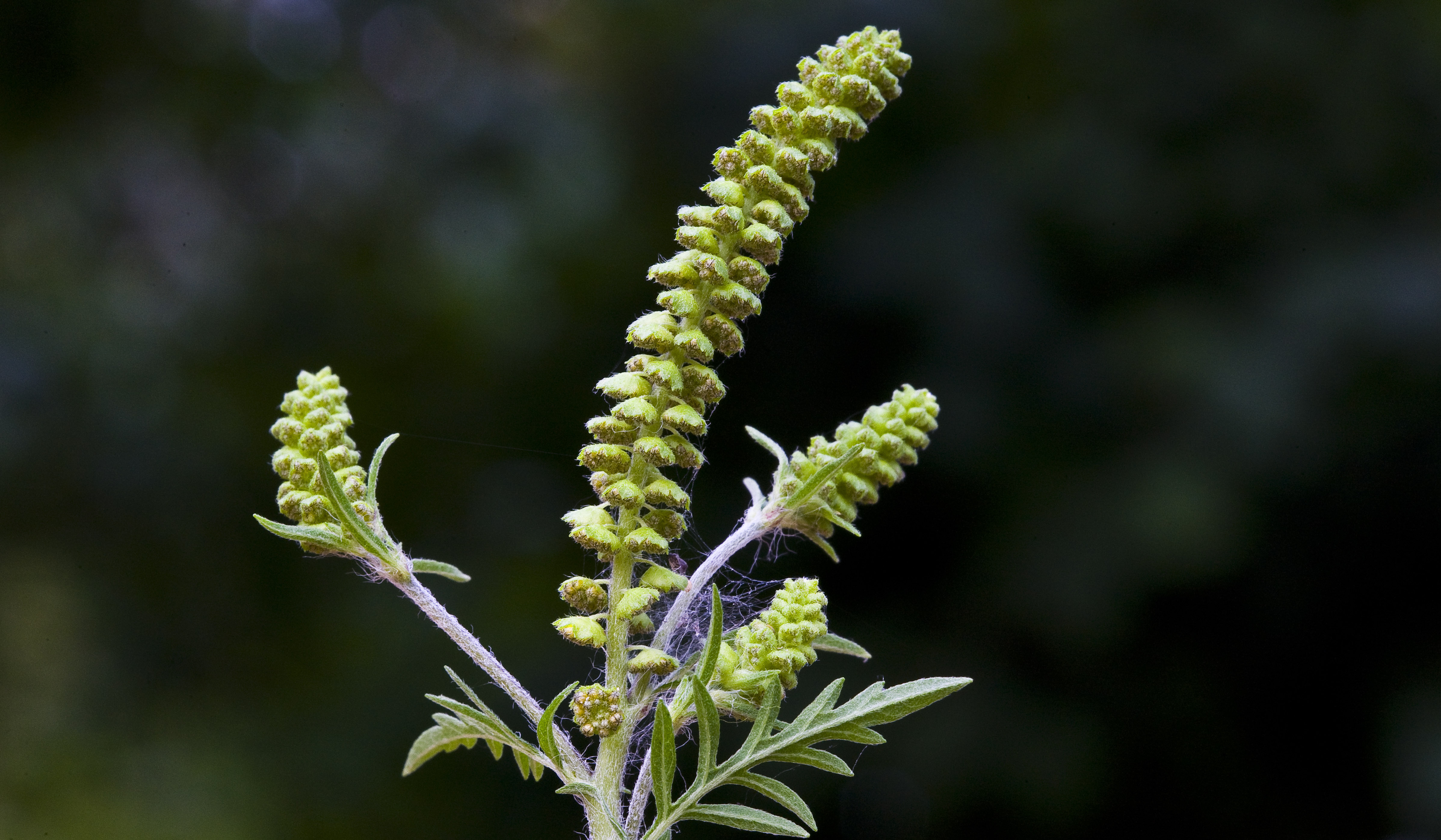 La ambrosía es una planta peligrosa para quienes sufren alergias