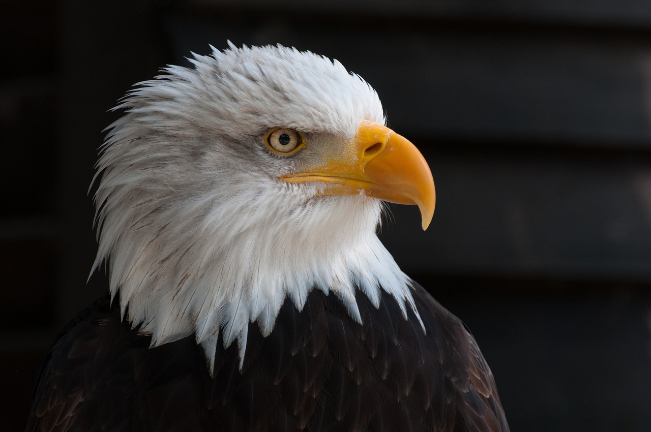 Águila calva