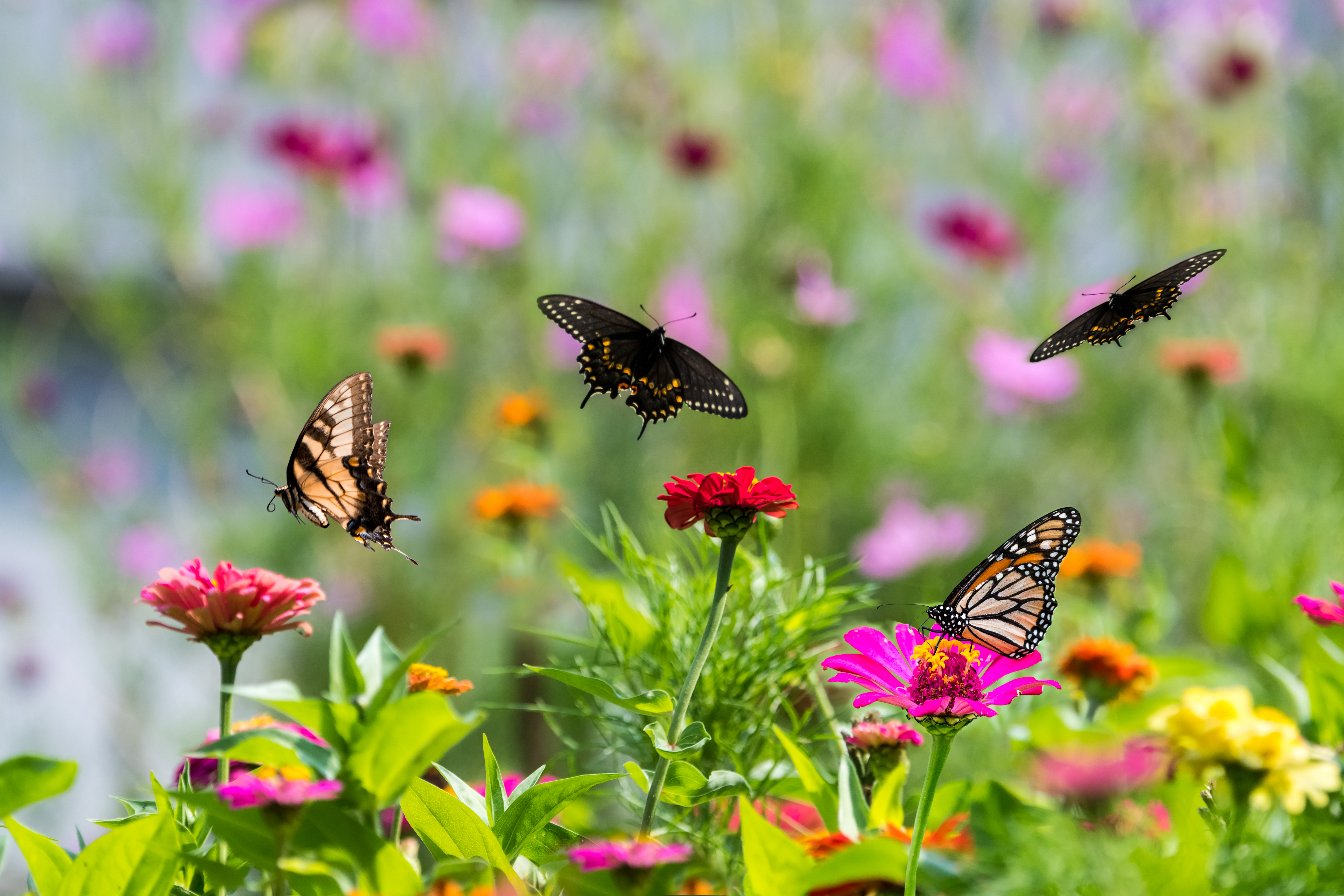 Cómo atraer animales silvestres a su jardín: Cuidados y recomendaciones