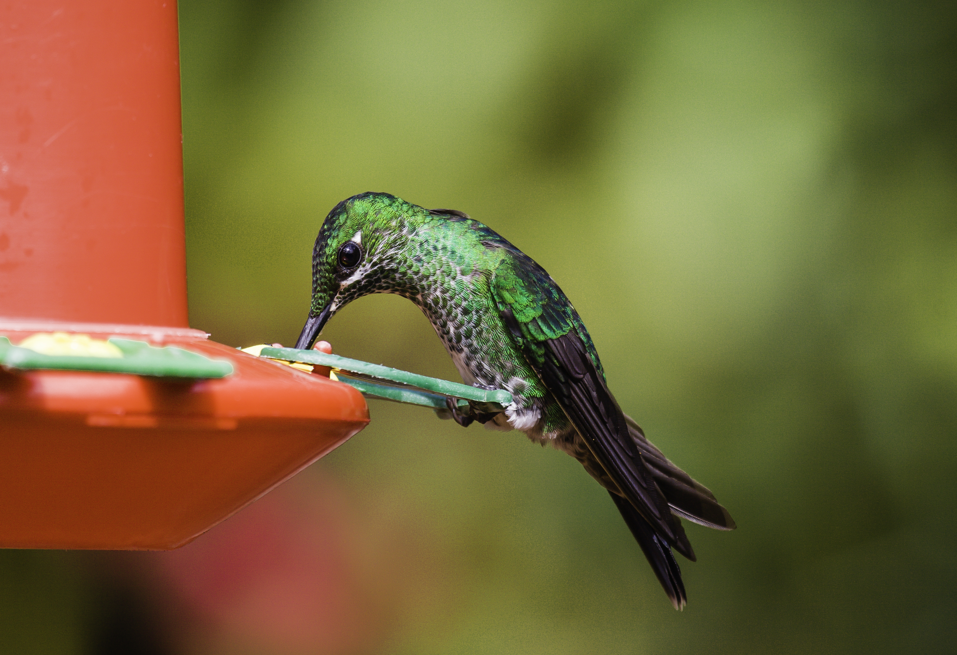 Cómo atraer animales silvestres a su jardín: Cuidados y recomendaciones