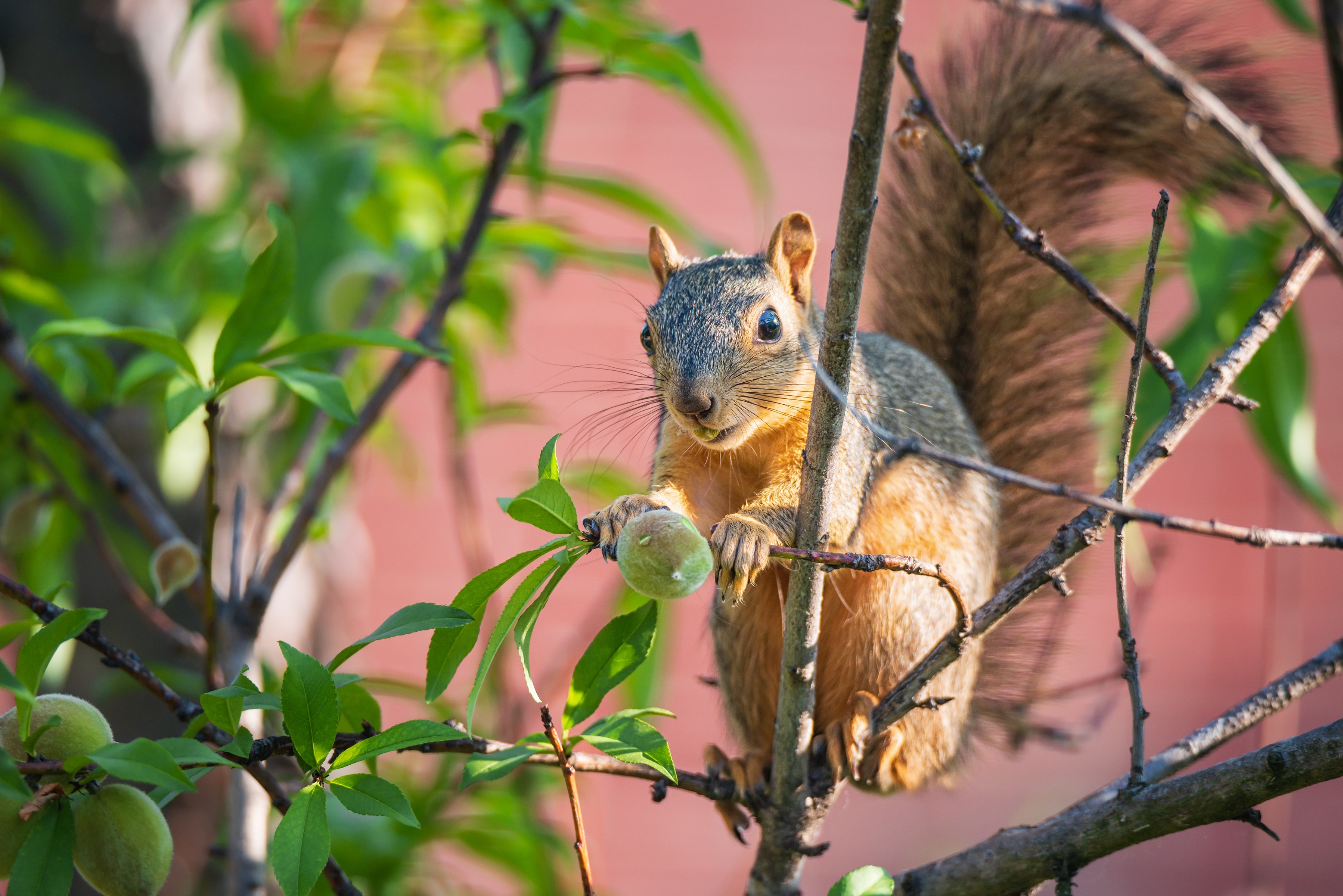 Cómo atraer animales silvestres a su jardín: Cuidados y recomendaciones