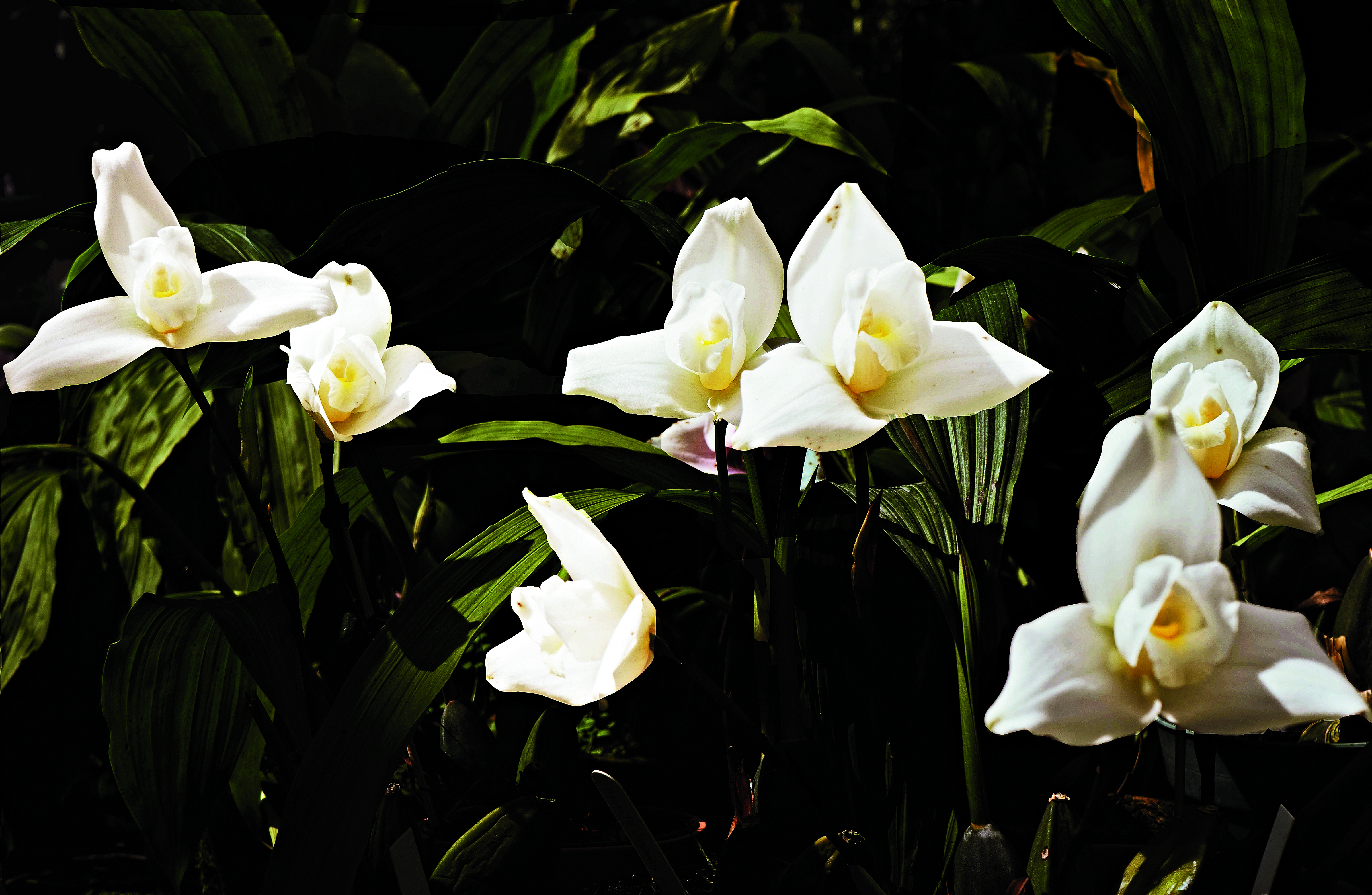La Monja Blanca es un tipo de orquídea. Fue nombrada la flor nacional de Guatemala y se encuentra en bosques de Las Verapaces. (Foto Prensa Libre: Javier Archila Cortés).