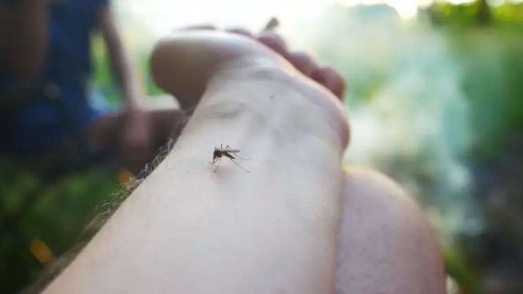 El número de casos de dengue en el 2023 aumentó de 12 mil a más de 50 mil en dos meses, según datos de las autoridades de salud actualizados al 28 de octubre. (Foto, Prensa Libre: Ministerio de Salud).