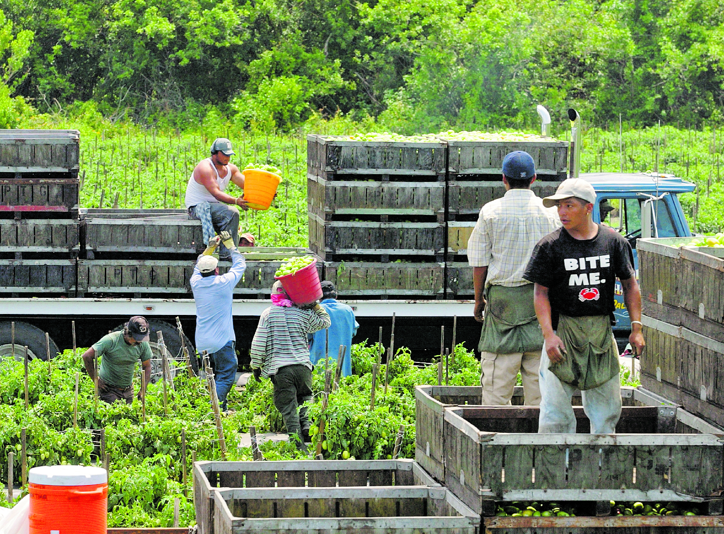 El migrante guatemalteco y su núcleo familiar acreditarán derechos para obtener las prestaciones en salud al tener efectivamente pagadas, como mínimo, 4 contribuciones dentro de los últimos seis 6 meses.