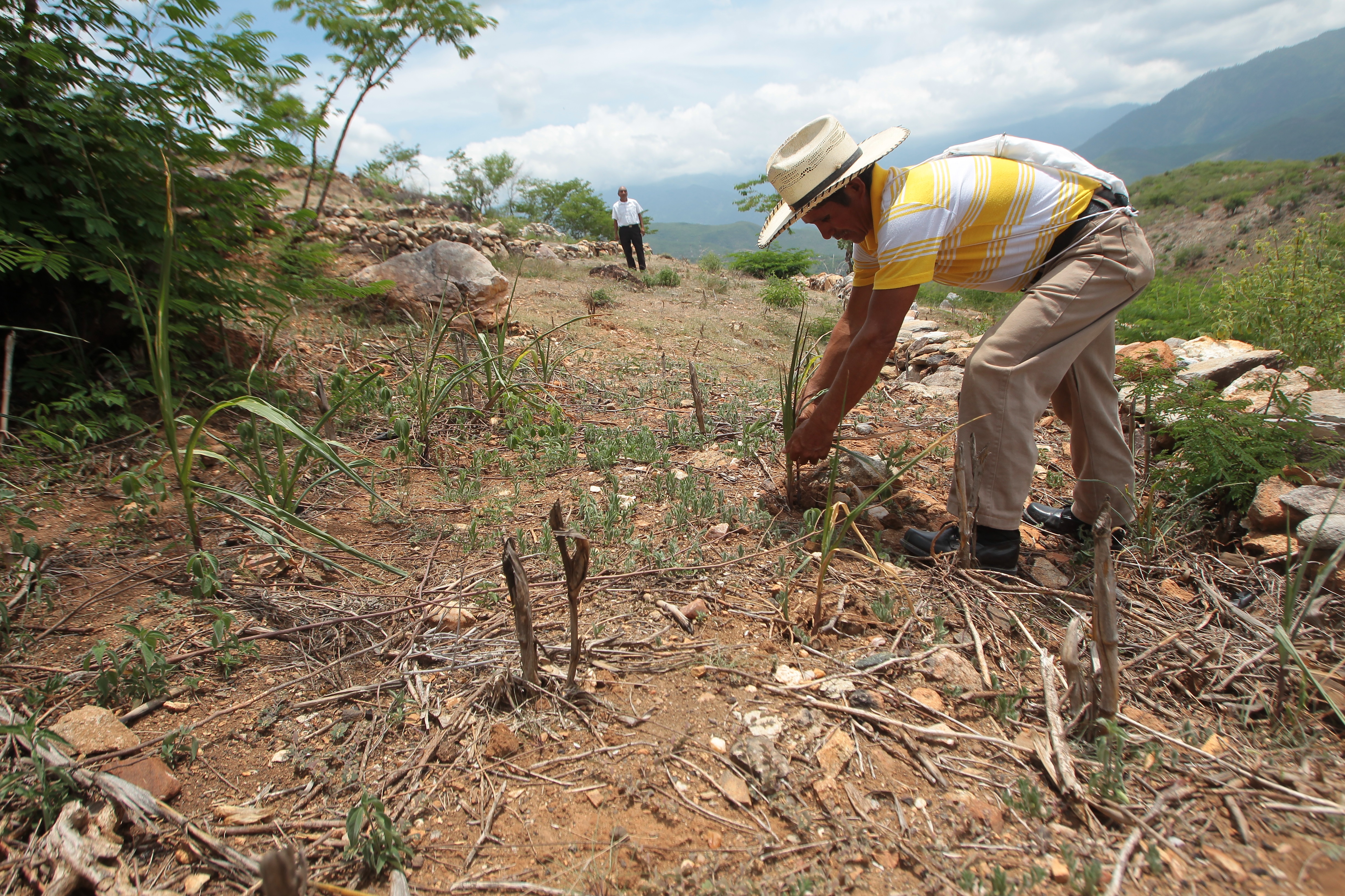 La seguridad alimentaria también se ve afectada por la irregularidad de las lluvias que provocan la pérdida de cosechas por las sequías. Un agricultor en un área del Corredor Seco. (Foto Prensa Libre: Hemeroteca PL)