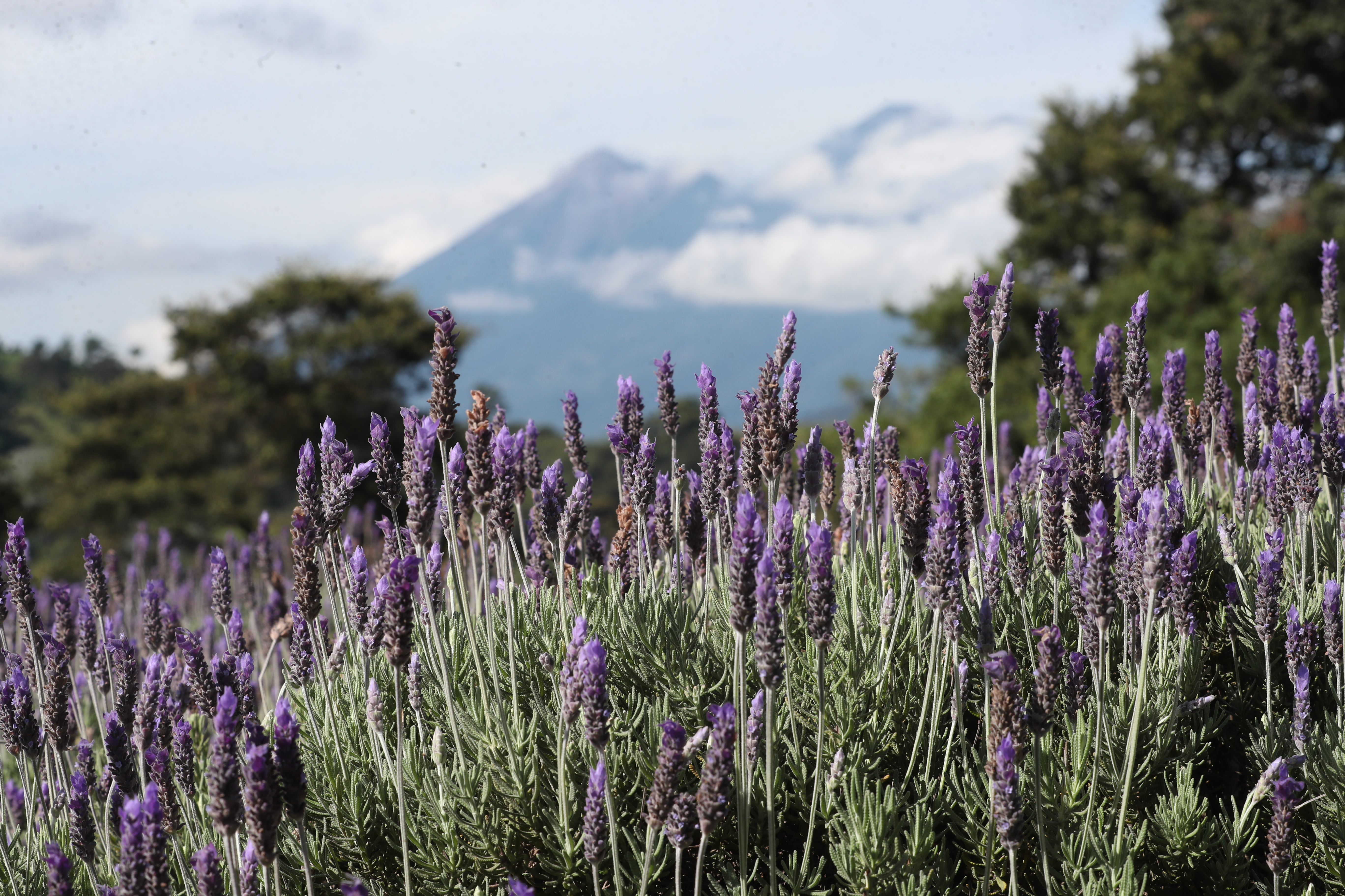 turismo de flores lavanda