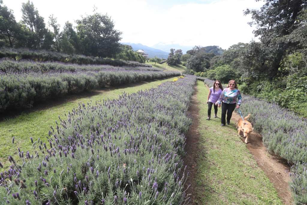 turismo de flores 2