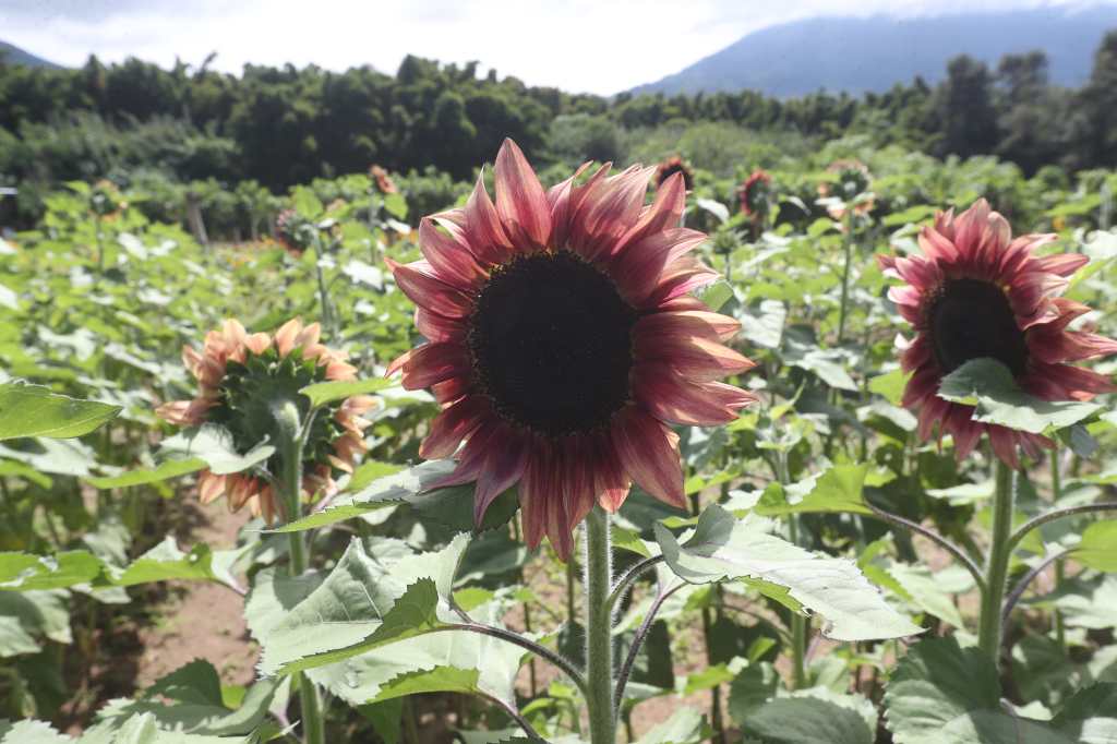 GIRASOLES DE ANTIGUA flores turismo