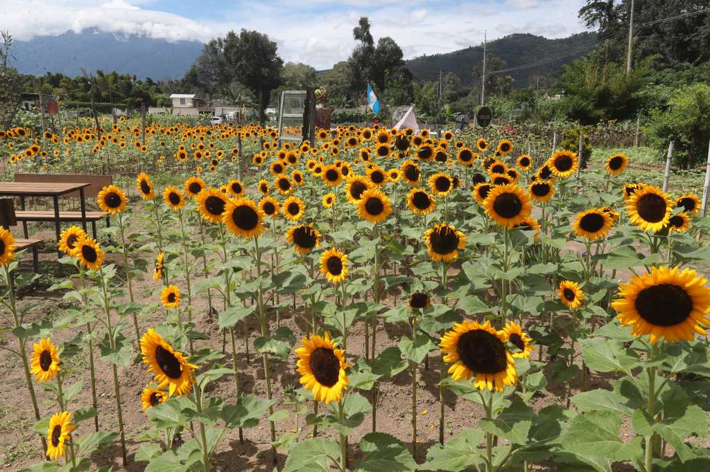 turismo flores GIRASOLES DE ANTIGUA