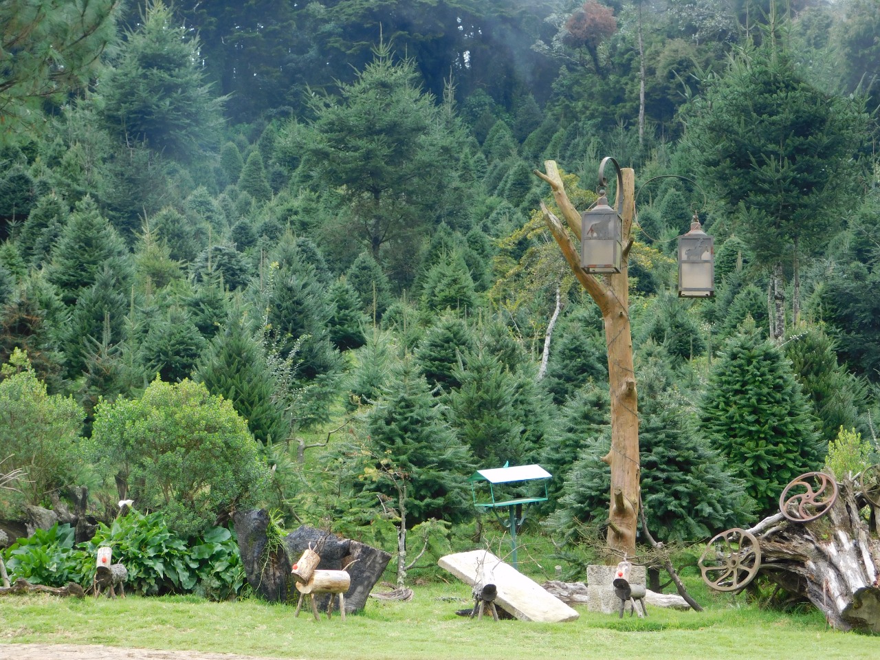 El marchamo es el distintivo que garantiza que los árboles provienen de plantaciones o viveros registrados en el Inab y para obtenerlos, los propietarios deben registrarse en el Registro Nacional Forestal.