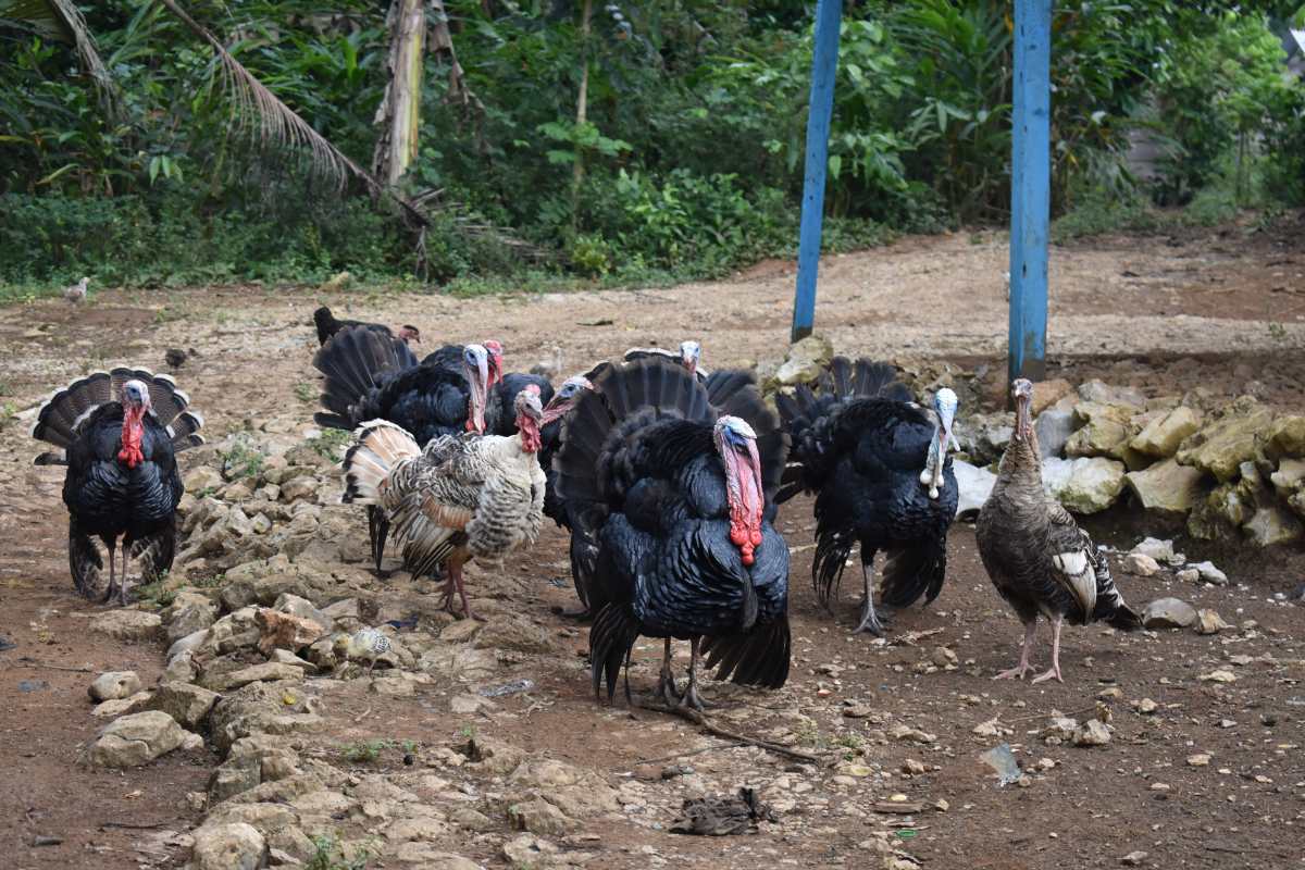 El pavo ha estado presente en la historia de Mesoamérica y en las fiestas de fin de año aumenta su consumo,   en lo cual las tradiciones extranjeras también influyen. (Foto Prensa Libre:  Raúl Jáuregui Jiménez)